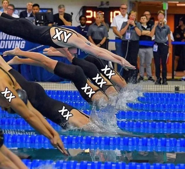 XX vs XY